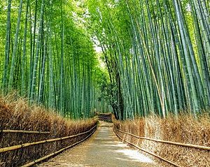 2021 Sagano Bamboo forest in Arashiyama Kyoto Japan